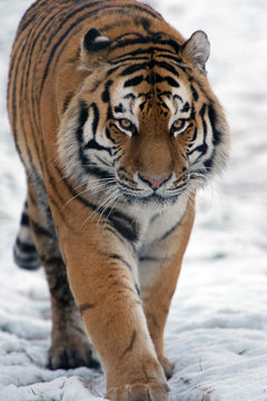 Siberian Tiger walking through snow