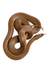 Cape House Snake