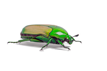 Naklejka premium African Jewel Beetle