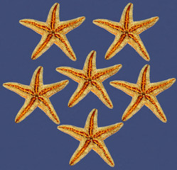 composizione di stelle marine