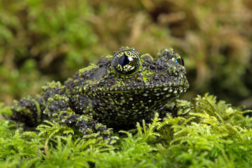 Vietnamese Mossy Frog