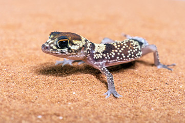 Australian Barking Gecko