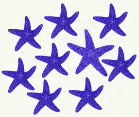 Fototapeta na wymiar stelle marine blu su sfondo bianco