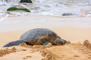 Naklejka premium Green Sea Turtle