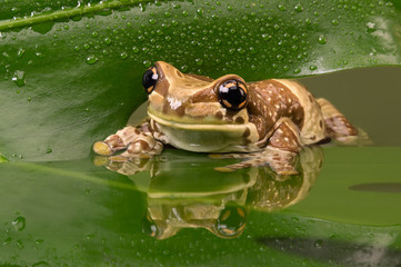 Amazon Milk Frog