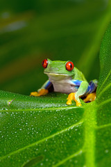 Naklejka premium Red-Eyed Amazon Tree Frog