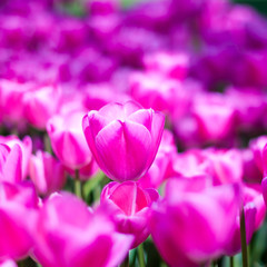 Purple tulips in garden on  bokeh background. Outdoor, spring