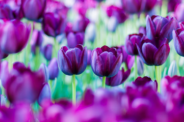 Obraz na płótnie Canvas Violet tulips in garden on bokeh background. Outdoor, spring