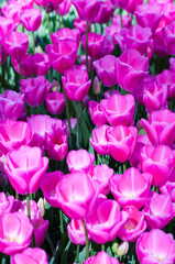 Pink tulips in garden on  bokeh background. Outdoor, spring