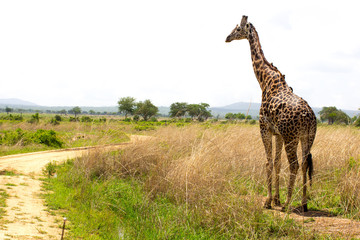 Giraffe goes near the road in african savanna