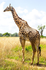 Giraffe goes near the road in african savanna
