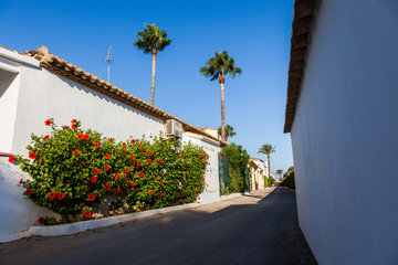 Bush of red hibiscus in the village street.Denia, Spain