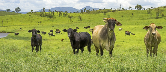 Paysage panoramique de bovins de boucherie de l& 39 agriculture australienne