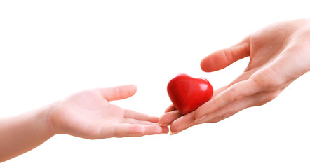 Heart in hands isolated on white