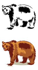 wild bear isolated on a white background