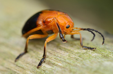 Close up of shield bug