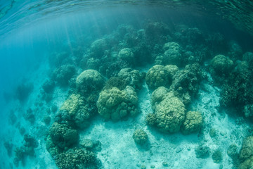 Fototapeta na wymiar Coral Reef in Lagoon