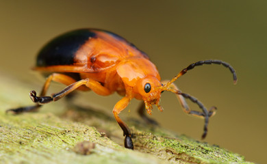 Close up of shield bug