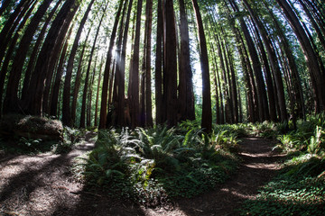California Redwood Trees