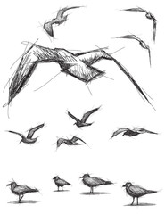 Naklejka premium Sketchy birds