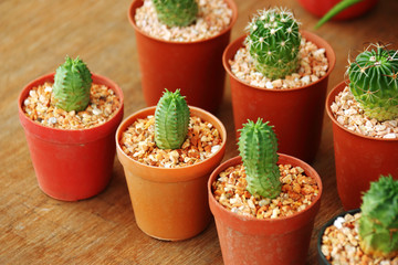close up many cactus in plastic pot