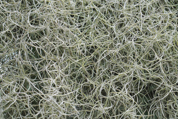 Spanish Moss texture