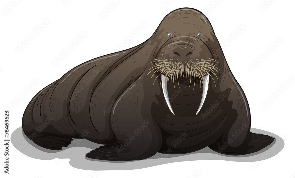 Canvas Prints Walrus