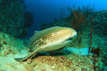 Obraz premium Leopard Shark (also known as Zebra Shark) (Triakis semifasciata)