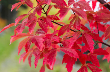 Autumn foliage © Sebastien Fremont