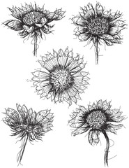 Wildflower sketches