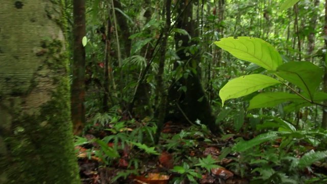 Tracking through rainforest low angle to tropical flowers