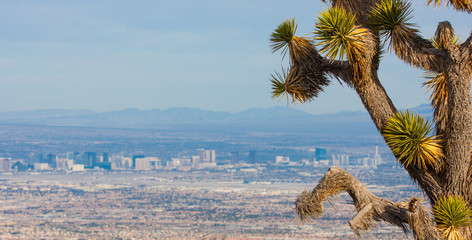 Joshua Tree and the Las Vegas Strip
