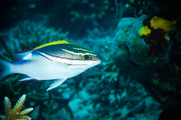 bridled monocle bream Bunaken underwater scolopsis bilineatus © fenkieandreas
