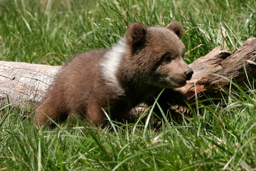 Grizzly bear cub sitting in green grass