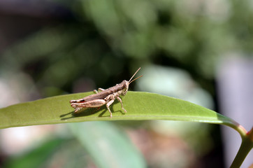 Brown grasshopper on leaf