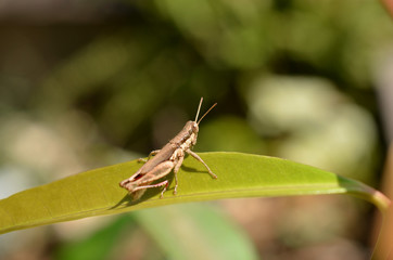 Brown grasshopper on leaf