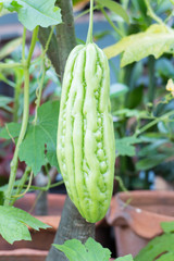 Bitter melon