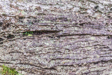 Foliose lichens on rock texture