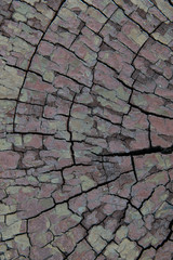 natural wood background