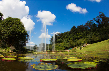 Pond and fountain in garden