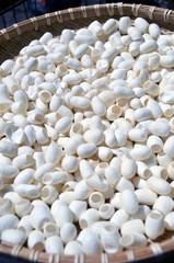 繭玉の天日干し