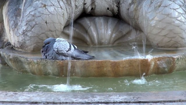 City doves bathe in the fountain at Rome, Italy