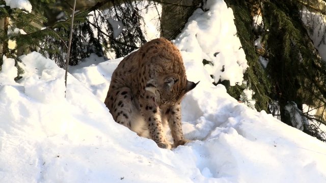 Luchs