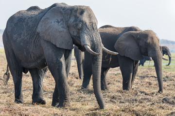 Elephants feeding in Chobe national Park, Botswanna