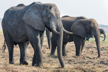 Fototapeta premium Elephants feeding in Chobe national Park, Botswanna