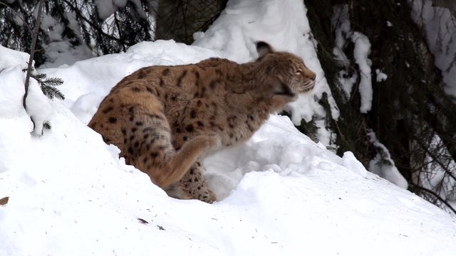 Luchs