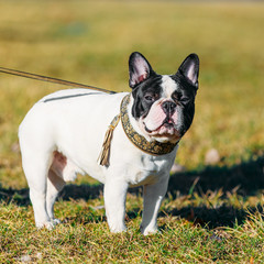 Fototapeta premium Beautiful French Bulldog Puppy Dog Pup Puppy Whelp Outdoor