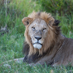 Obraz na płótnie Canvas lion close up against green grass background
