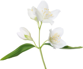 illustration with white isolated jasmin blossoming branch