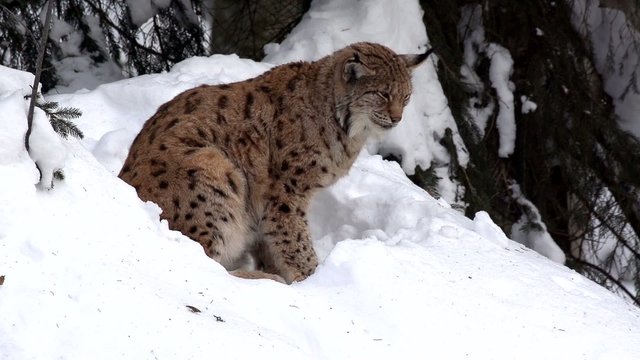 Luchs